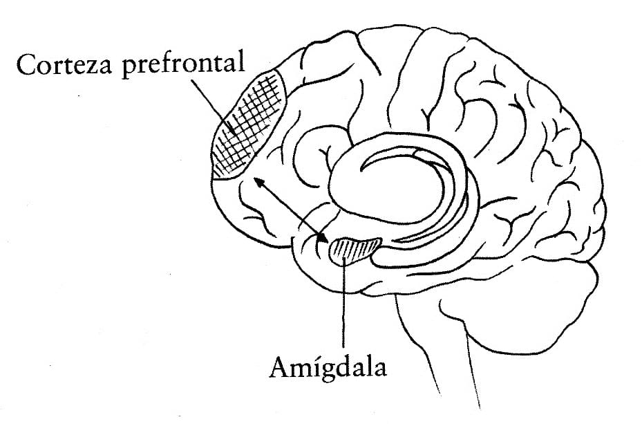 cerebro